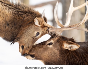 Northern Michigan Elk In Winter.