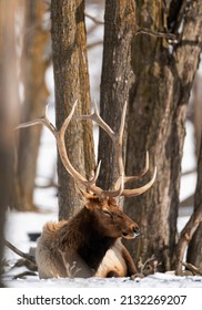 Northern Michigan Elk In Winter.