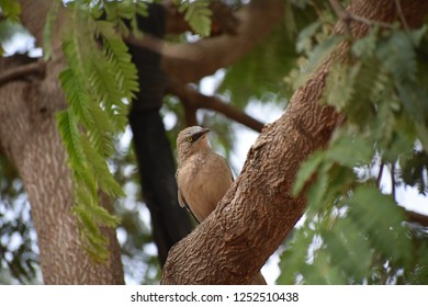 Northern Mocking Bird