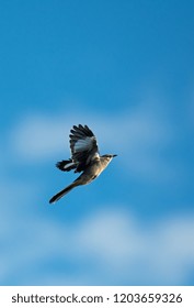 Northern Mocking Bird In Flight