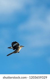 Northern Mocking Bird In Flight