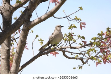 northern mocking bird looking at the camera