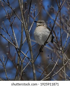 Northern Mocking Bird Mimus Polyglottos