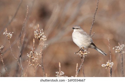 Northern Mocking Bird On A Stick