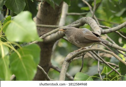 Northern Mocking Bird In The Park