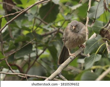 Northern Mocking Bird In The Woods