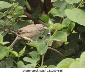 Northern Mocking Bird In The Woods