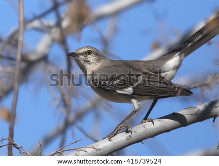 Northern Mockingbird