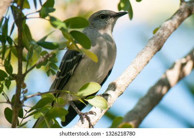 Northern Mockingbird Of Florida