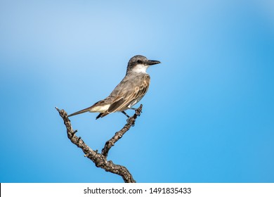 Northern Mockingbird Is The Florida State Bird Since 1927