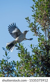 Northern Mockingbird Flying To Land In Holly Bush