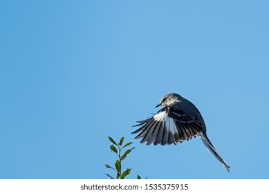 Northern Mockingbird Flying To Land In Holly Bush