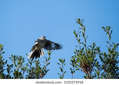 Northern Mockingbird Flying To Land In Holly Bush