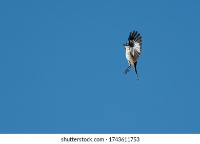 Northern Mockingbird Flying Straight Up As He Does His Territorial Display