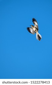 Northern Mockingbird Flying With Wings Out Stretched 