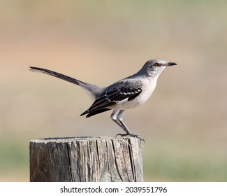 Northern Mockingbird
				(Mimus polyglottos) bird 