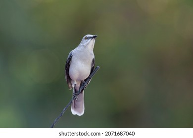 The northern mockingbird (Mimus polyglottos) is a mockingbird commonly found in North America