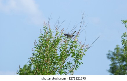 Northern Mockingbird (Mimus Polyglottos) Flying Toward A Perch