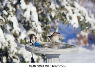 Northern Mockingbird (Mimus Polyglottos) At Heated Bird Bath In Winter Marion County, Illinois