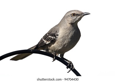 Northern Mockingbird (Mimus Polyglottos) On A Perch - Isolated On A White Background