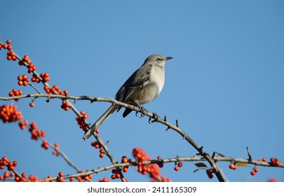 Northern Mockingbird (Mimus polyglottos) perched on a holly tree branch with red berries in Texas winter. Bright blue sky background with copy space.  - Powered by Shutterstock