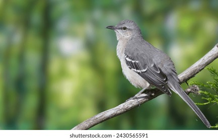 Northern mockingbird, Mimus polyglottos, perched on a tree branch
					
					