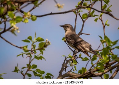 A Northern Mockingbird (Mimus polyglottos) welcomes Spring. Raleigh, North Carolina.