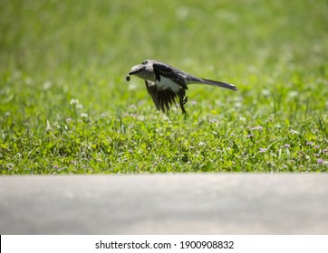 Northern Mockingbird (Mimus Poslyglotto) Flying Low With A Grub In Its Mouth