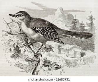 Northern Mockingbird old illustration