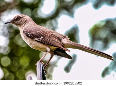 Northern Mockingbird on the alert                               