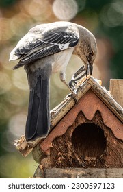 A Northern Mockingbird on the birdhouse roof                               