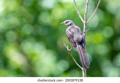 Northern Mockingbird on a tree in Arkansas