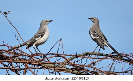  Northern mockingbird pair perched on a branch with bright blue skies providing the background. - Shutterstock ID 2234398113