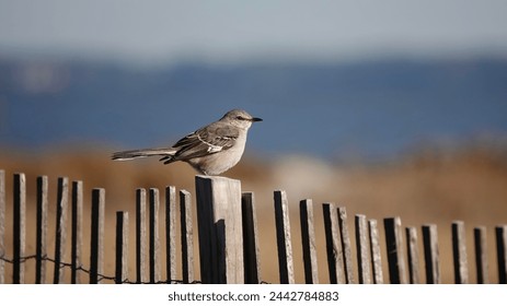                                Northern Mockingbird perched atop a fence in the morning sunlight at Fish Haul Beach Park on Hilton Head Island.
