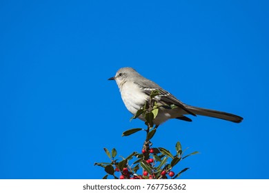 Northern Mockingbird Perched In Holly Bush