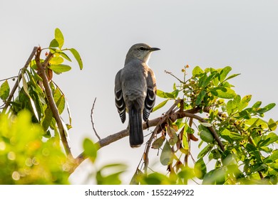 Northern Mockingbird Perched On A Branch  - Florida