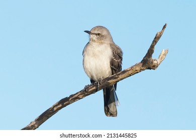 Northern Mockingbird perched on a branch