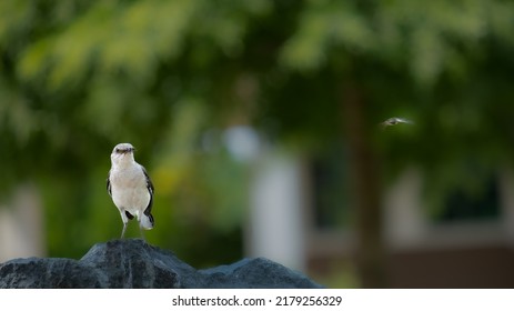 Northern Mockingbird Perched On Rock With Insect In Beak And Another Insect Flying Away,