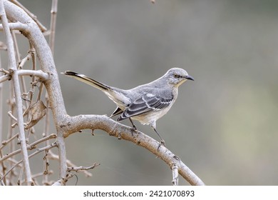 Northern Mockingbird Perched on Tree Branch with Blurred Background