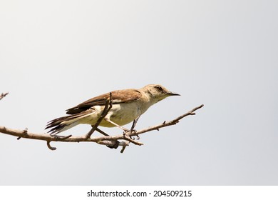 Northern Mockingbird Perching On Tree Branch, Florida. 