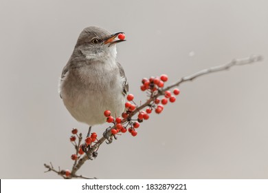 Northern Mockingbird with red berry in beak.