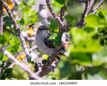 A Northern Mockingbird In A Shrub In South Florida