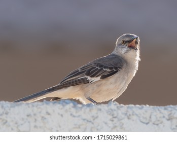 Northern Mockingbird Singing For A Mate