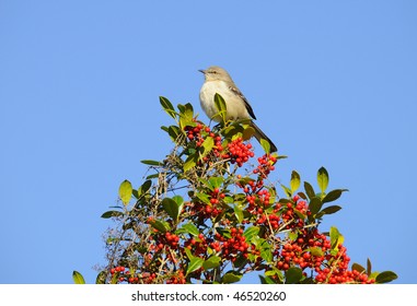 Northern Mockingbird Singing On Holly