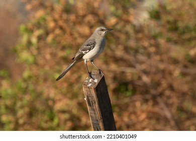 Northern Mockingbird Standing On Wooden Garden Post 