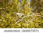 The northern mockingbird is the state bird of five states in the United States including Texas, Arkansas, Florida, Mississippi, and Tennessee. Known for their mimicking of other birds sounds!
