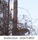 The northern mockingbird is the state bird of five states in the United States including Texas, Arkansas, Florida, Mississippi, and Tennessee. Known for their mimicking of other birds sounds!
