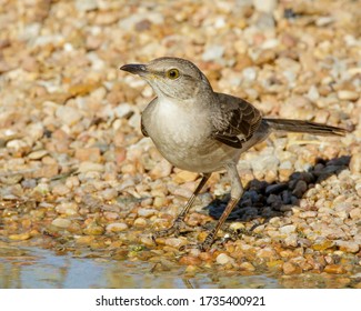 Northern Mockingbird at water's edge in South Texas