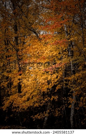 Similar – autumn burning Autumn Tree