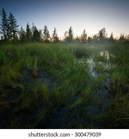 Northern Night Landscape With Marsh And Grass